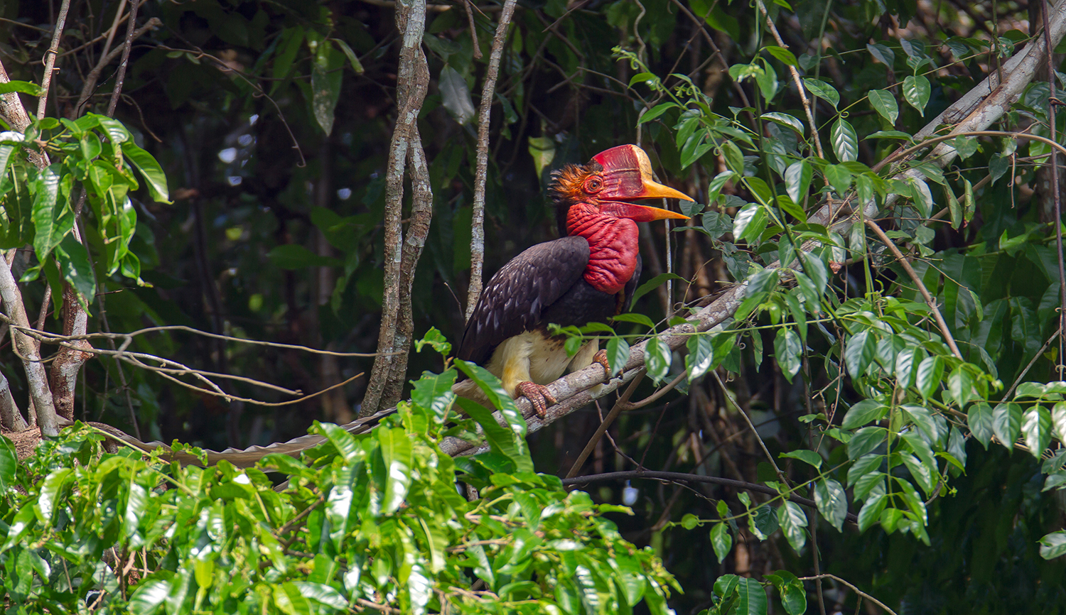 About Helmeted Hornbill - Malinda Rene