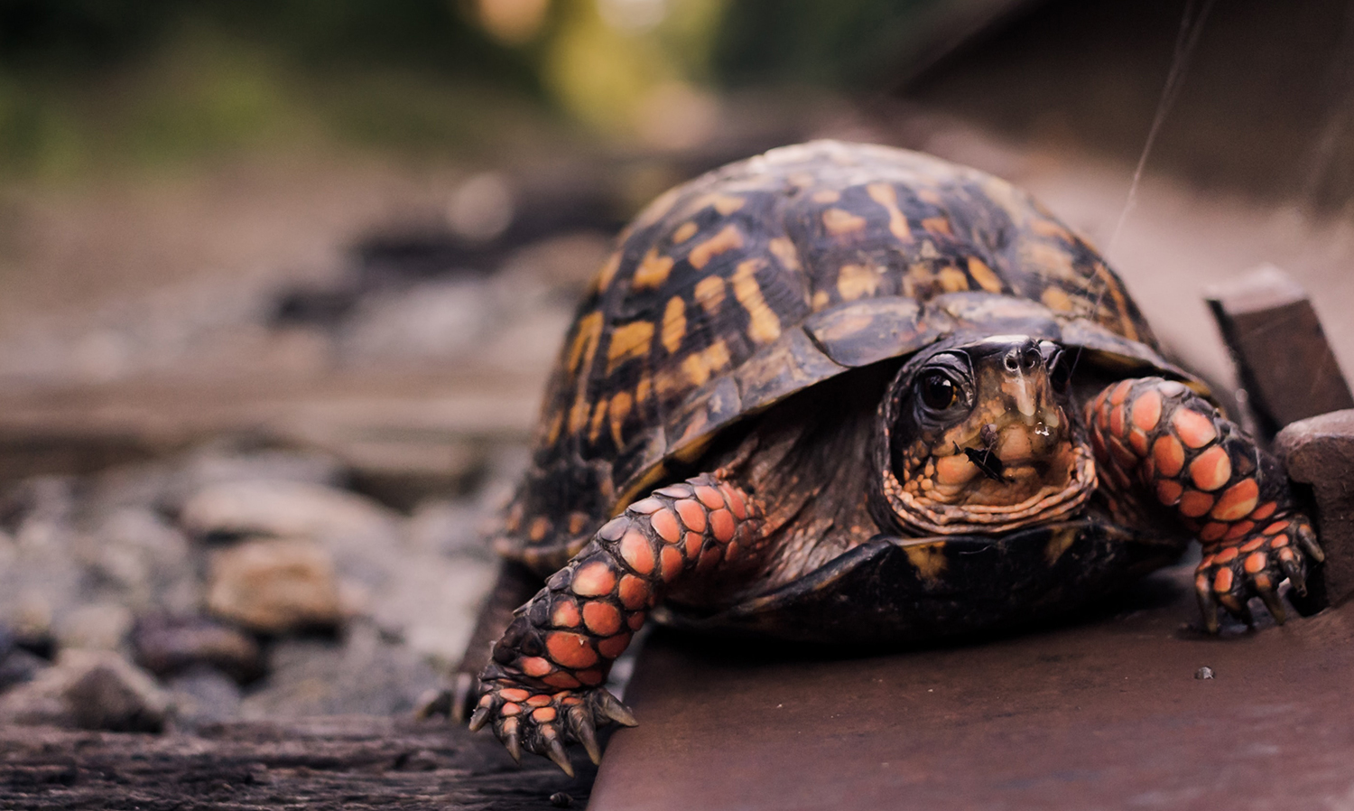 About Spotted Turtles - Malinda Rene