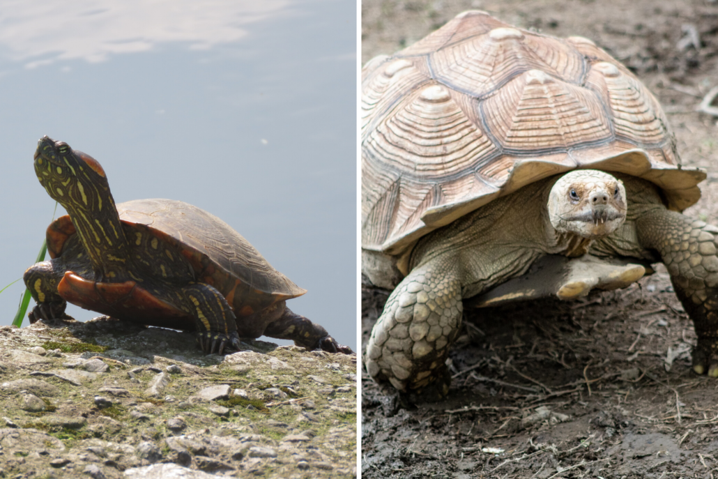 Turtles vs Tortoises - Malinda Rene